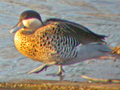 Silver Teal